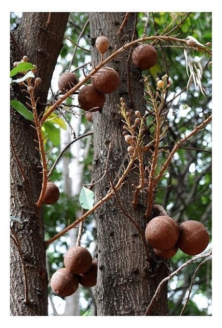 Cannon Ball Tree 04 S