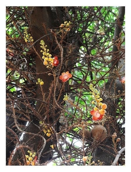 Cannon Ball Tree 07 S