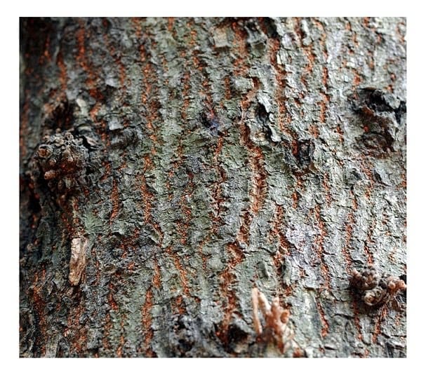 Cannon Ball Tree Bark Texture - Old Sample