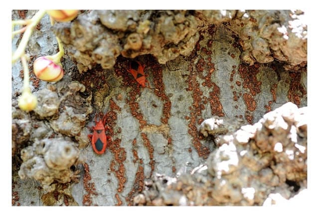 Cannon Ball Tree Bark Texture - Young Sample