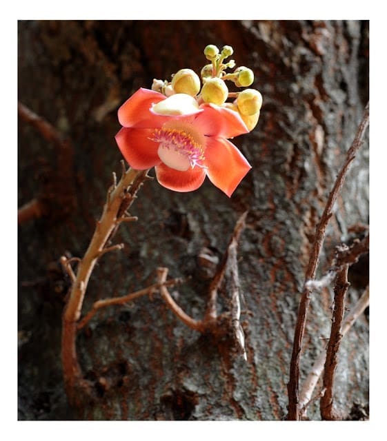 Cannon Ball Tree Flower  01