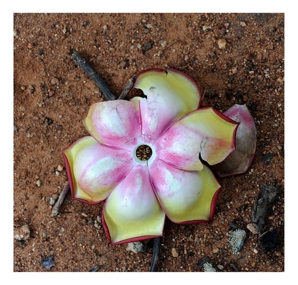 Cannon Ball Tree Flower 02