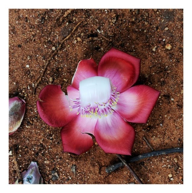 Cannon Ball Tree Flower  03