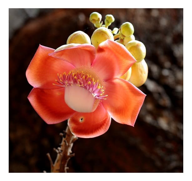 Cannon Ball Tree Flower 04