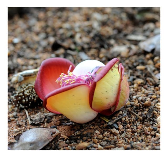 Cannon Ball Tree Flower  05