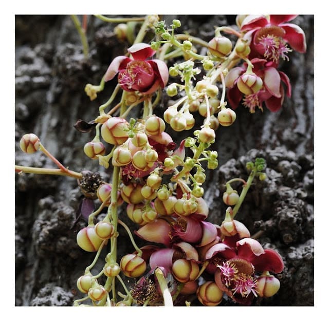 Cannon Ball Tree Flower Bunch with Buds