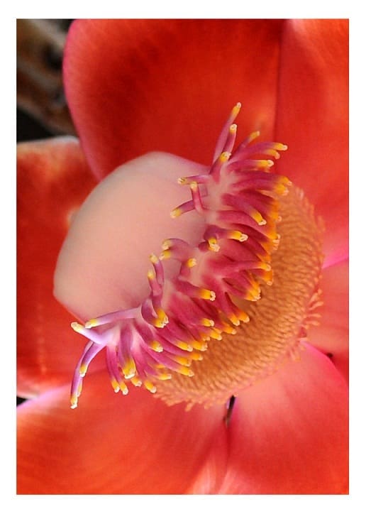 Cannon Ball Tree Flower Close Up