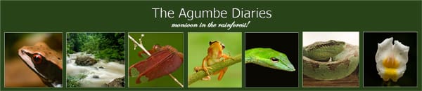 Agumbe Diaries