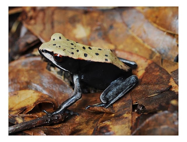 Frog Bi-coloured Frog 01