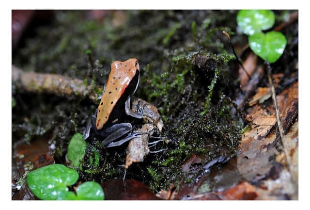 Frog Bi-coloured Frog 03