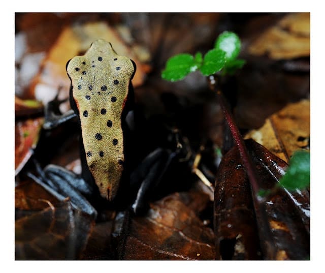 Frog Bi-coloured Frog 04