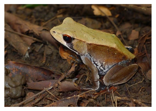 Frog Bi-coloured Frog 05