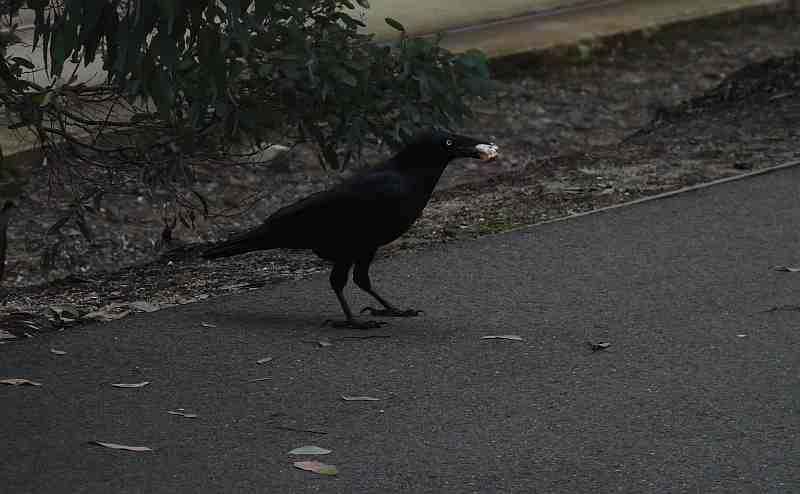 Little Raven in Melbourne