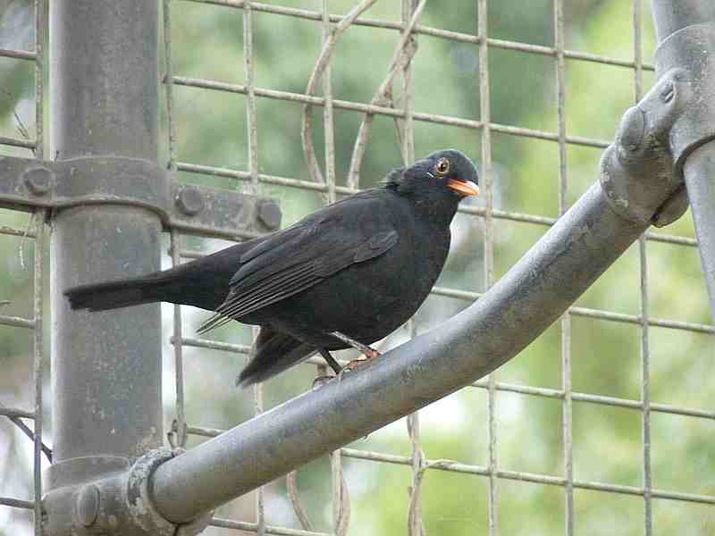 Eurasian Blackbird in Melbourne
