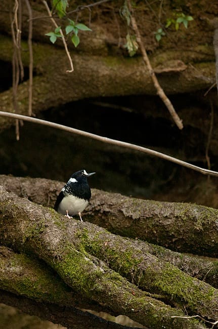 Spotted Forktail en route to the Great Himalayan National Park