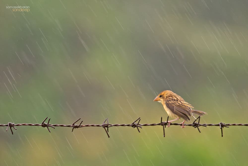 Brown girl In the rain : A baya weaver (Ploceus philippinus) female enjoys an early monsoon shower. 