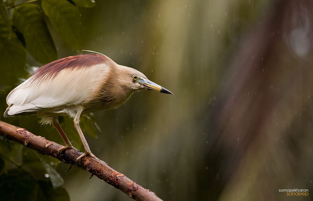 A male pond heron (Ardeola grayii) gets a stylish red mane , during the monsoons, as it develops its breeding plumage. 