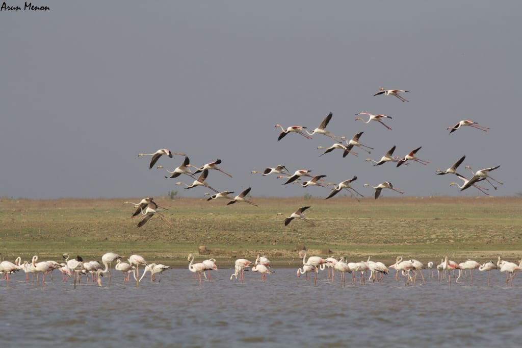 Flamingos about to land