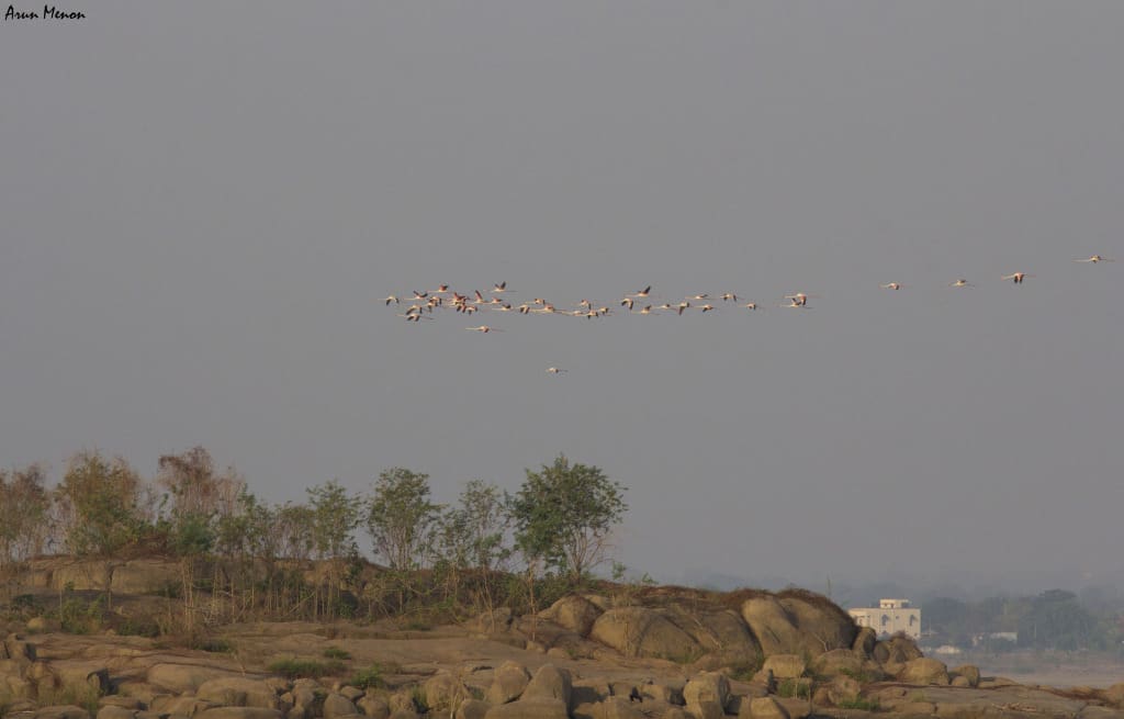 Flamingos flying away in the distance