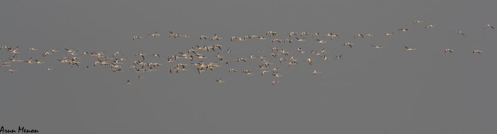 The large flock of flamingos returning