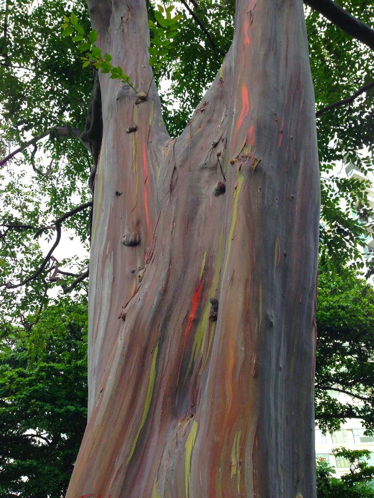 The Mindanao Gum Tree