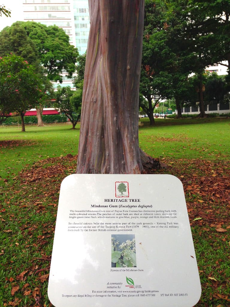 The Mindanao Gum Tree in Katong Park, Singapore