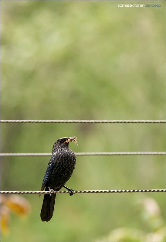 Blue whistling thrush