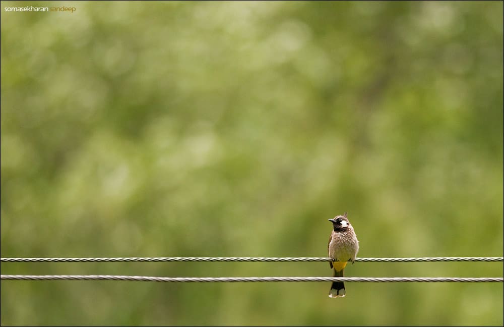 Himalayan Bulbul