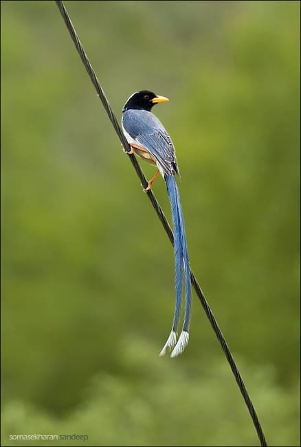 Yellow billed blue magpie