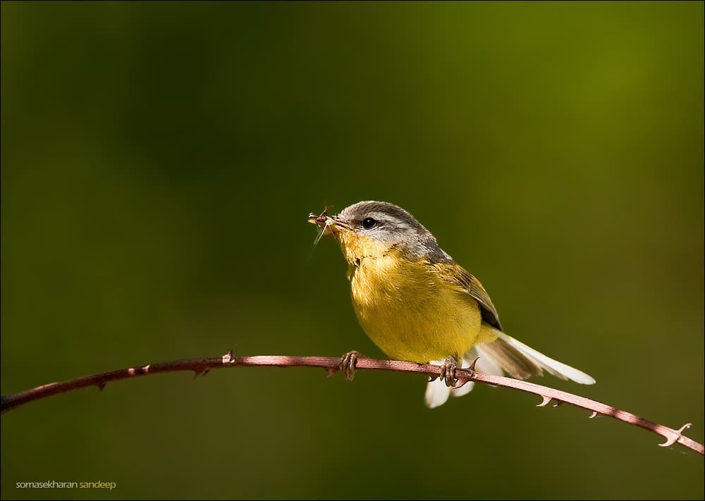 A grey hooded warbler with catch