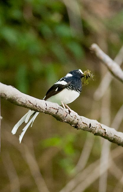 A spotted forktail with nesting material