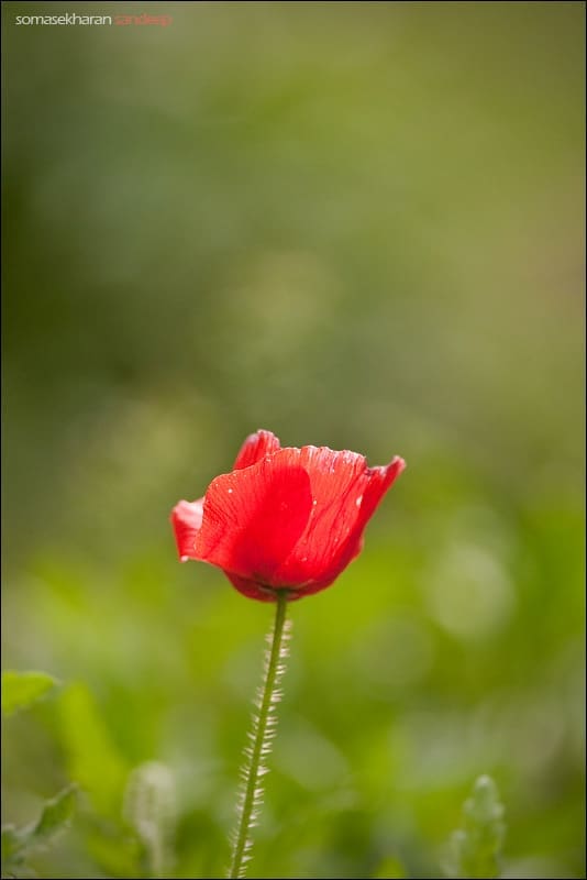 A solitary poppy, near the Shakti guest house