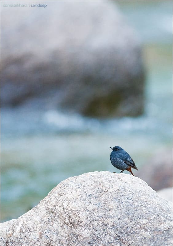 A male plumbeous water redstart