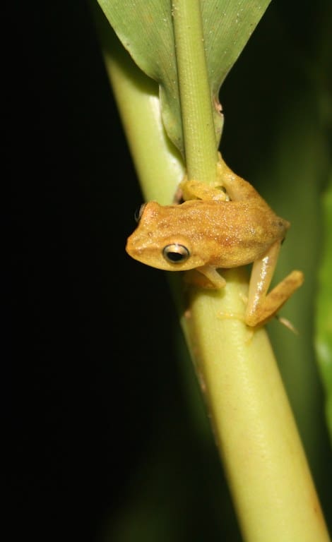Size of half a thumb, this tree frog is called the blue-eyed bush frog (Raorchestes luteolus)