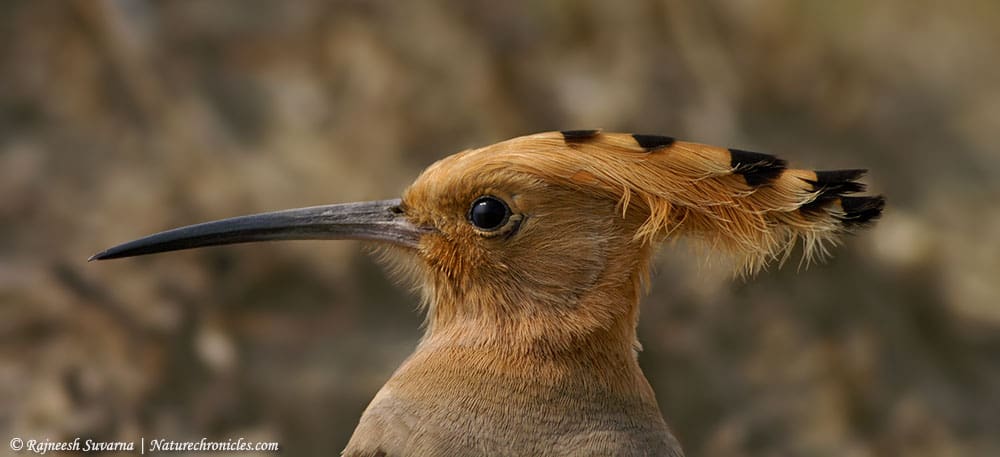 The enigmatic Hoopoe