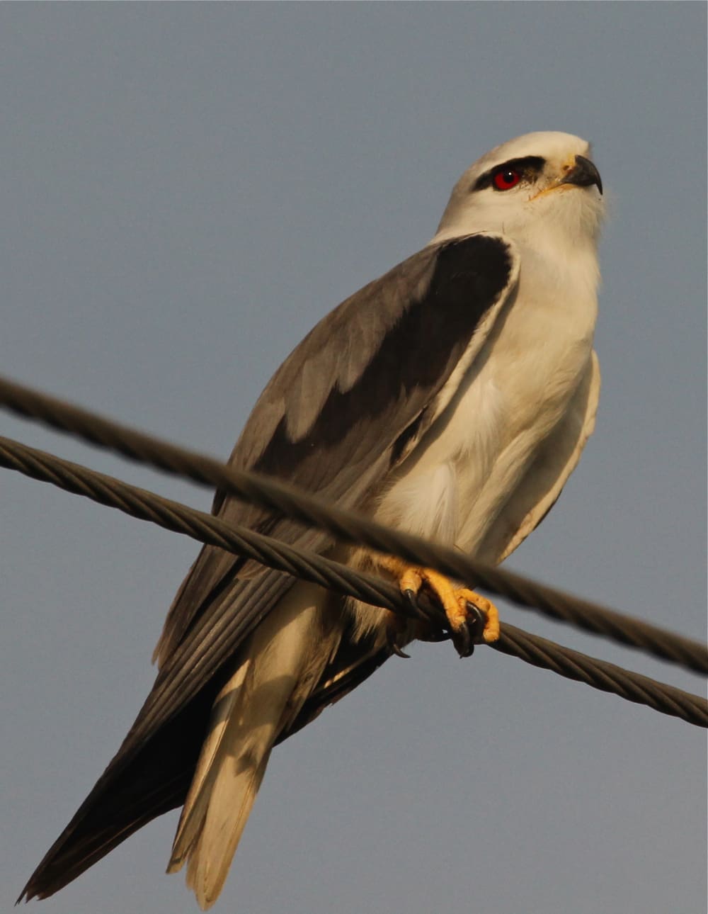 A Black Shouldered Kite looking back at the year that went by