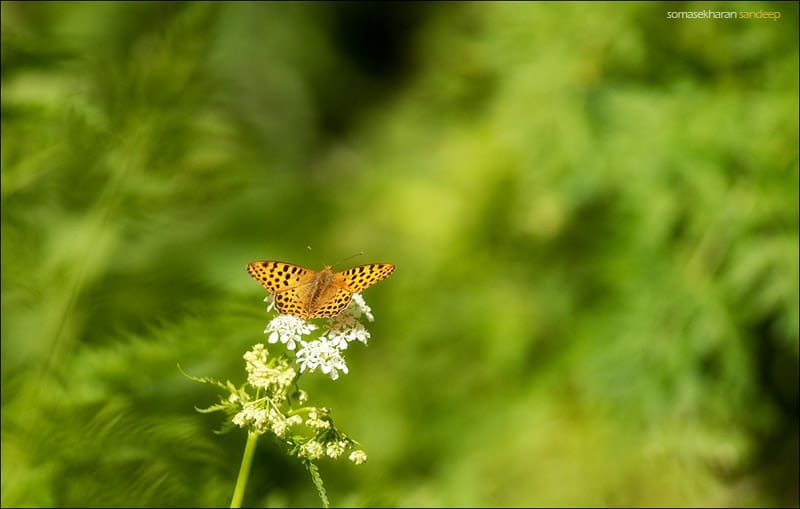 A butterfly spotted near humkhani- common leopard?