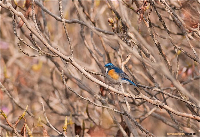 The himalayan bluetail