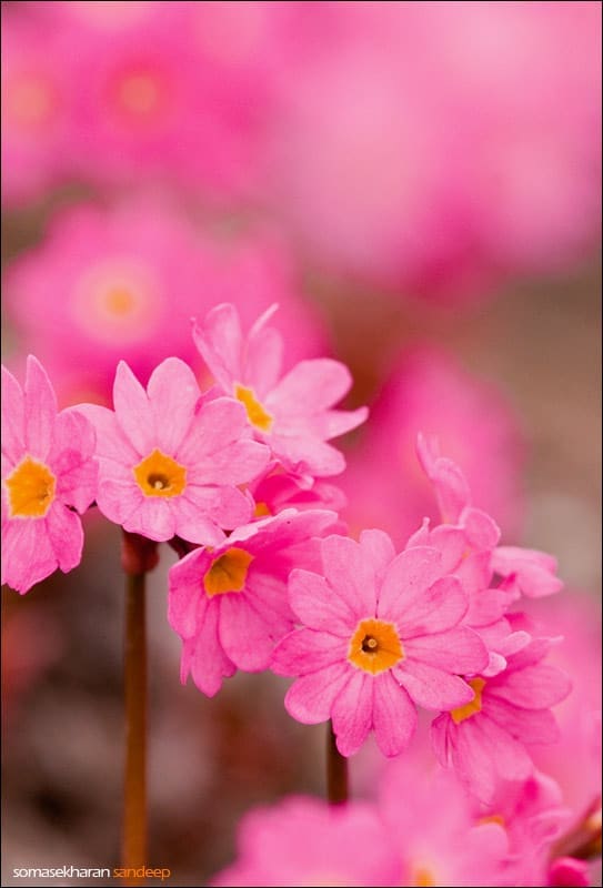 Himalayan primroses- never seen anything like this pink.