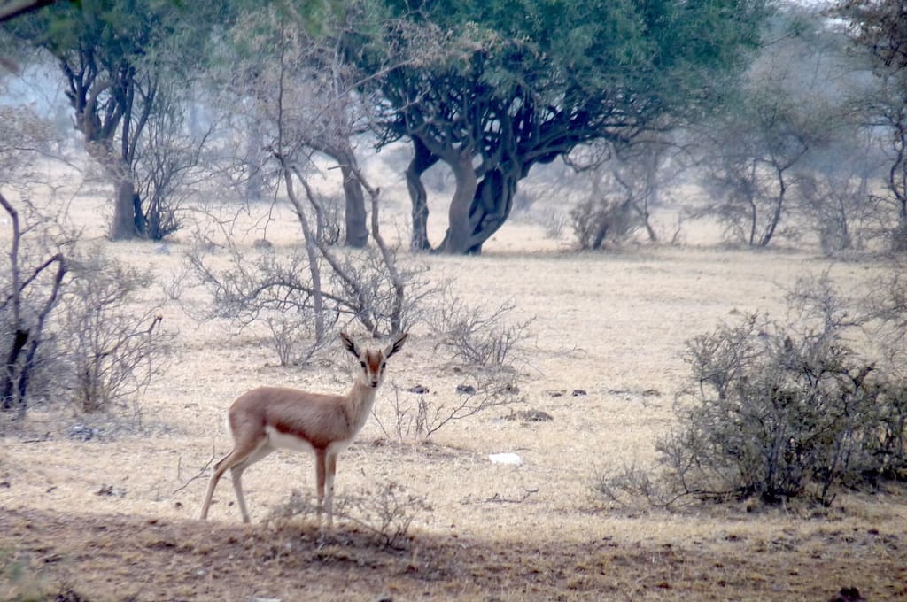 Eye, gazelle, delicate wanderer. The Chinkara is so much part of this landscape