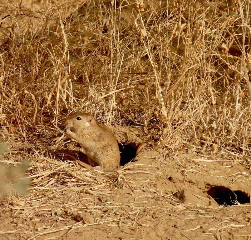 Beneath this Jird is a complex system of burrows