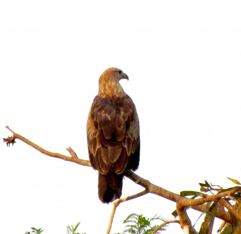 See the hooked bill, and the visage of the sharply hooked bill in profile. Also the greyish shading of the face. The back of the head should have been much greyer, but this could be an immature or juvenile (How majestic a subadult Brahminy Kite can look. And how misleading)