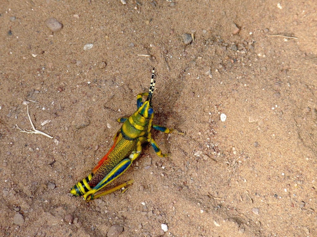 A Painted Grasshopper is gaudiness itself