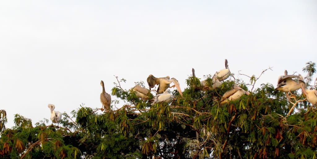 Spot-billed Pelicans at roost on Madivala Lake