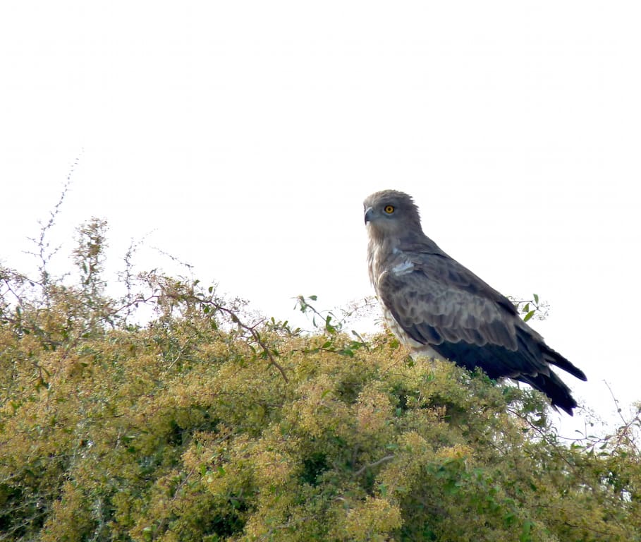 A Short-Toed Snake Eagle surveys its domain