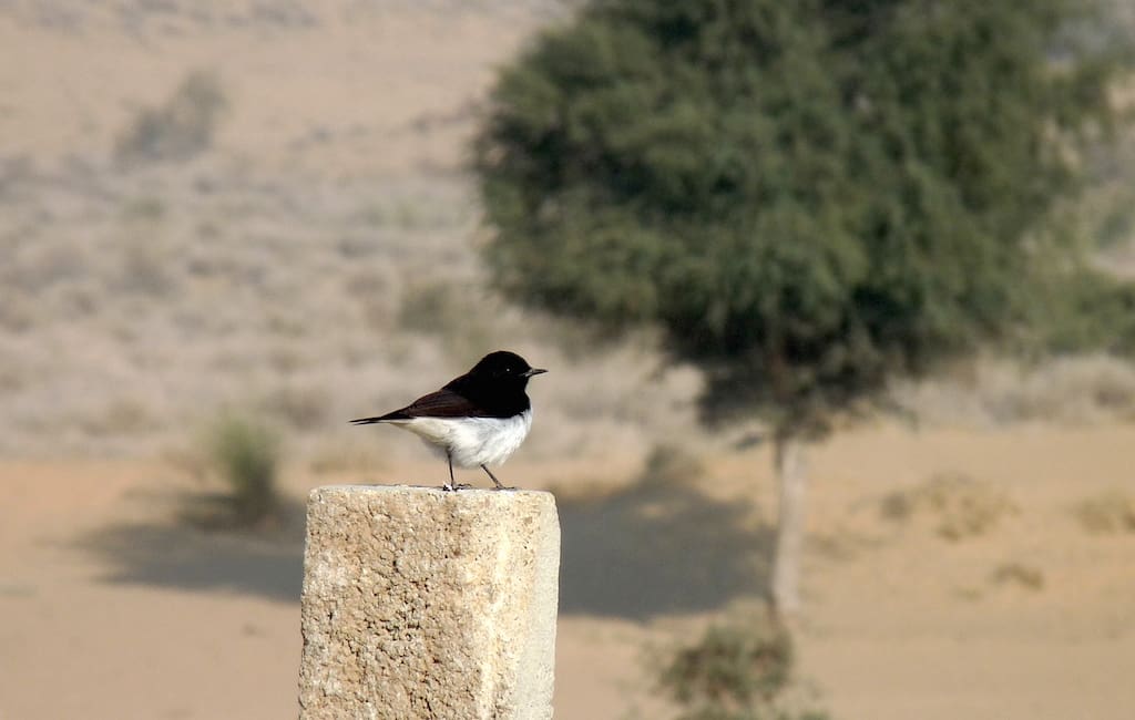 A Variable Wheatear on its perch
