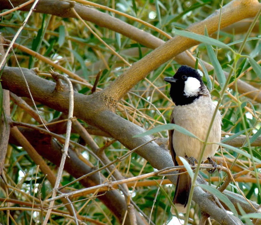 This White-eared Bulbul boldly went where no bulbuls would dare to go - to the basket of raisins