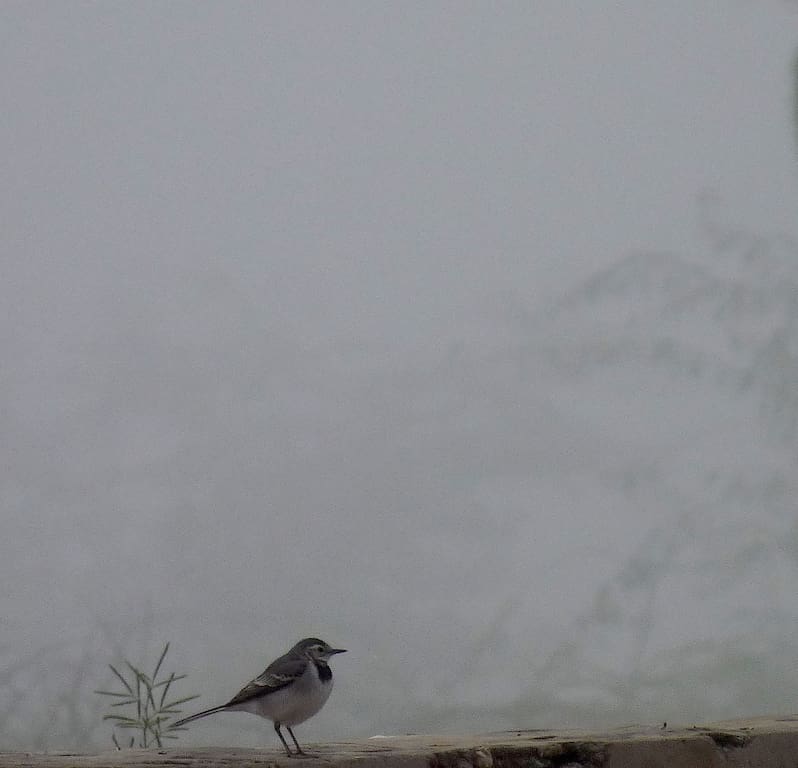 A White Wagtail against a screen of mist in Kheechan