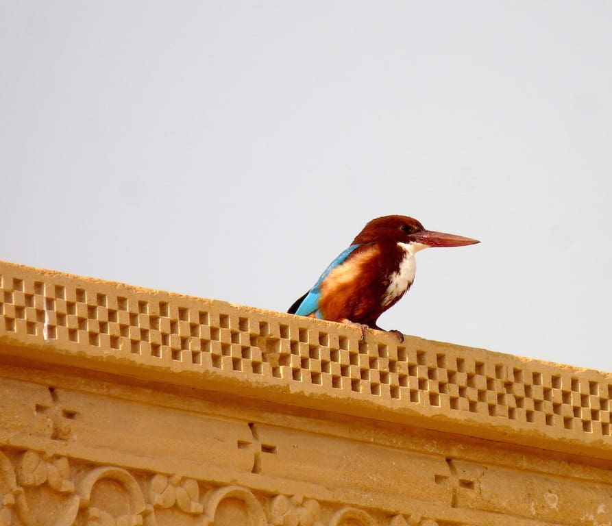 A White-throated Kingfisher takes advantage of nearby water bodies