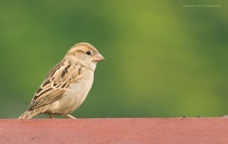 Portrait of a female House Sparrow (Passer domesticus)